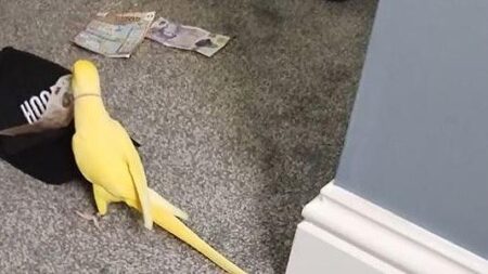Talking parrot helps bring down Blackpool drugs gang – BBC