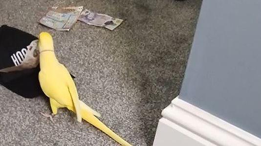 Talking parrot helps bring down Blackpool drugs gang – BBC