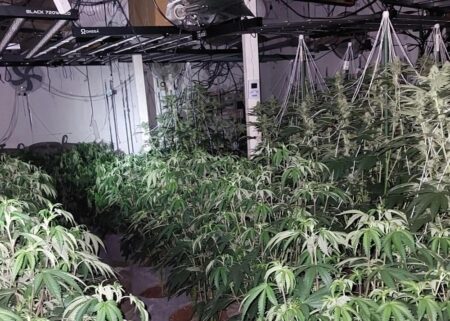 Cannabis worth £250k found growing next to children’s nursery in Cardiff – south-wales.police.uk