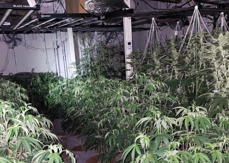 Cannabis worth £250k found growing next to children’s nursery in Cardiff – south-wales.police.uk