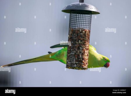 Waterworks Park: Birdwatchers embrace Belfast parakeets – BBC