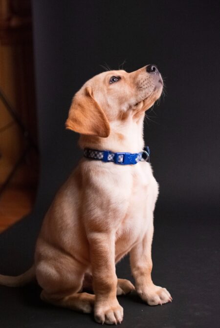 Bexley school pup who captured kids’ hearts wins UK School Dog of Year – News Shopper