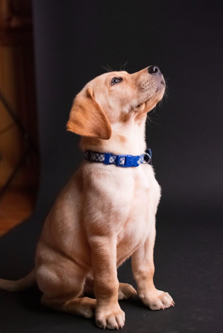 Bexley school pup who captured kids’ hearts wins UK School Dog of Year – News Shopper