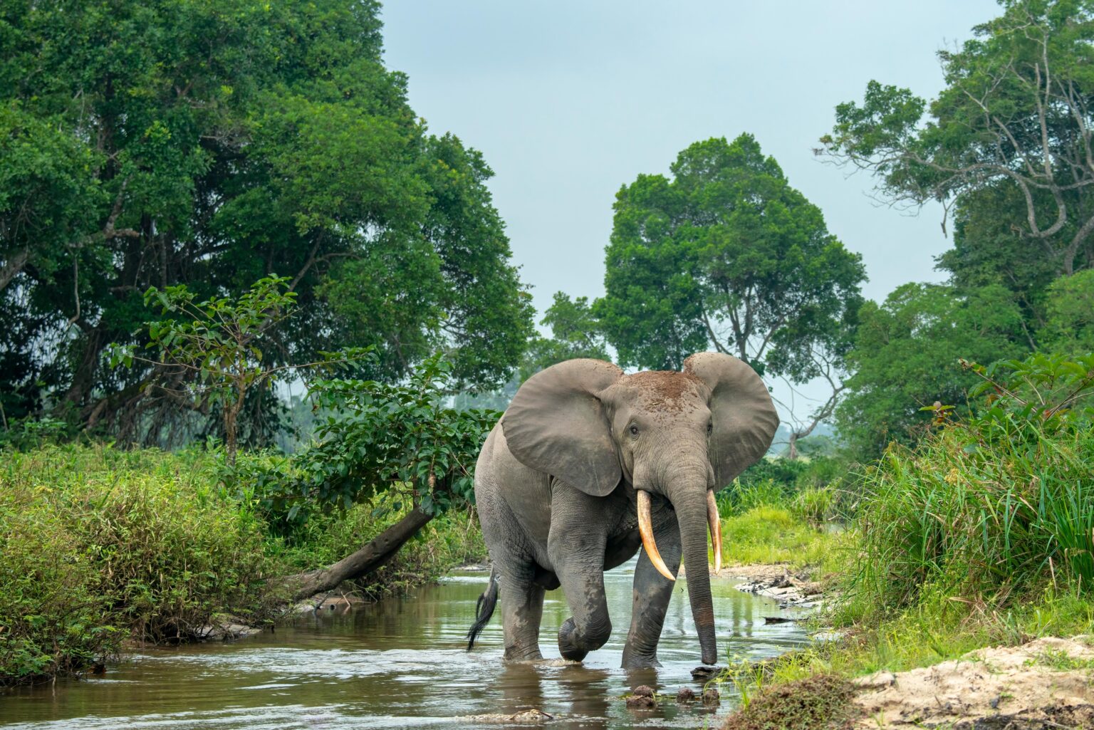 Protecting the vulnerable Congo Basin – University of Leeds
