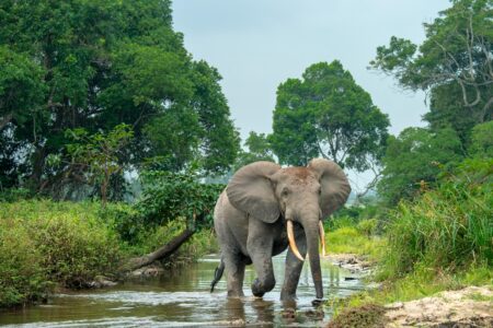 Protecting the vulnerable Congo Basin – University of Leeds
