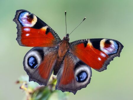 Butterfly trail – Cambridge City Council