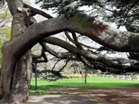 Girl, 7, dies after tree falls in Southend’s Chalkwell Park – BBC