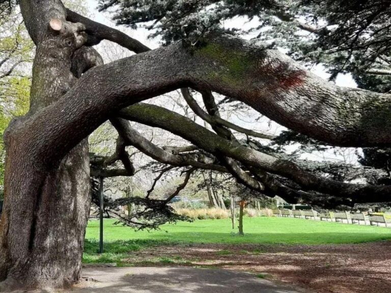 Girl, 7, dies after tree falls in Southend’s Chalkwell Park – BBC