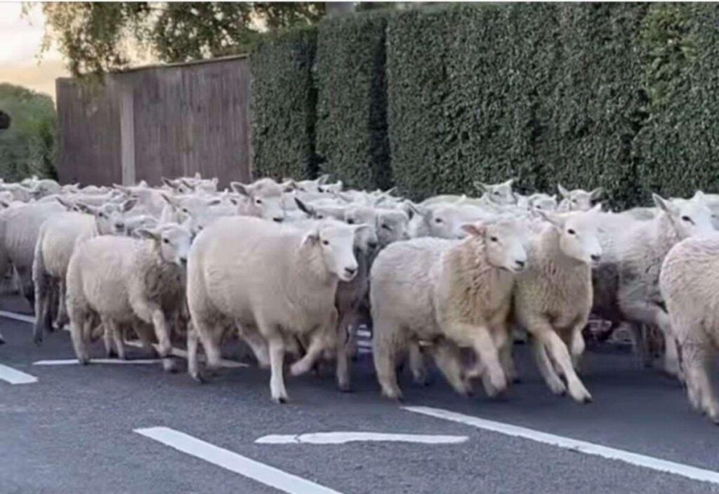 WATCH: Hundreds of sheep storm through village, leaving residents stunned – Lynn News