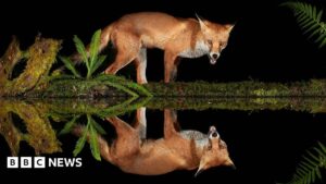 Mansfield: Nature reserve shut by council due to safety concerns – BBC