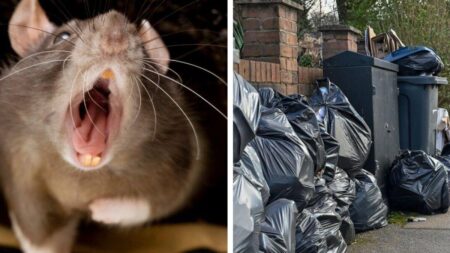 Rats in ‘heaven’ as strike buries U.K. city in 19,000 tons of trash – The Washington Post