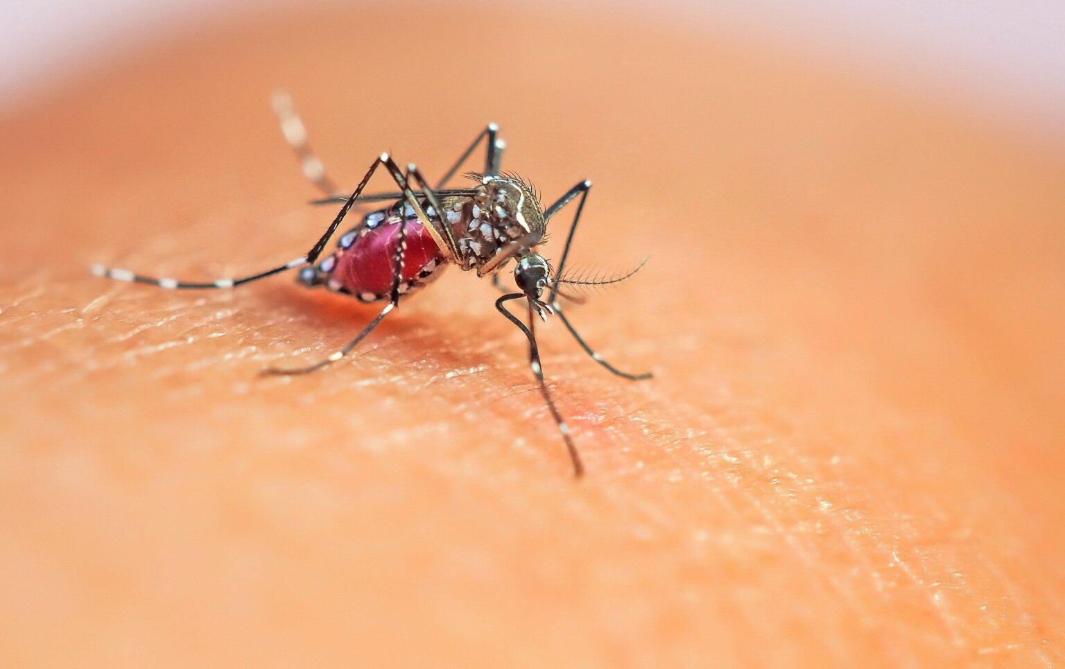 Two species of disease-carrying mosquitoes found in the UK – Oxford Mail