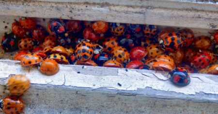 Ladybird ‘invasion’ reported in Bradford area as insects seek shelter for winter – Telegraph and Argus