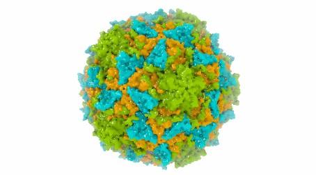 Breakthrough in next-generation polio vaccines – University of Leeds