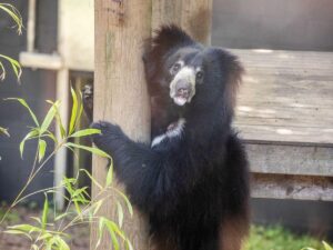 Edinburgh Zoo welcomes Scotland’s only sloth bear – Edinburgh Zoo
