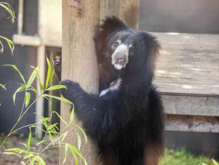 Edinburgh Zoo welcomes Scotland’s only sloth bear – Edinburgh Zoo