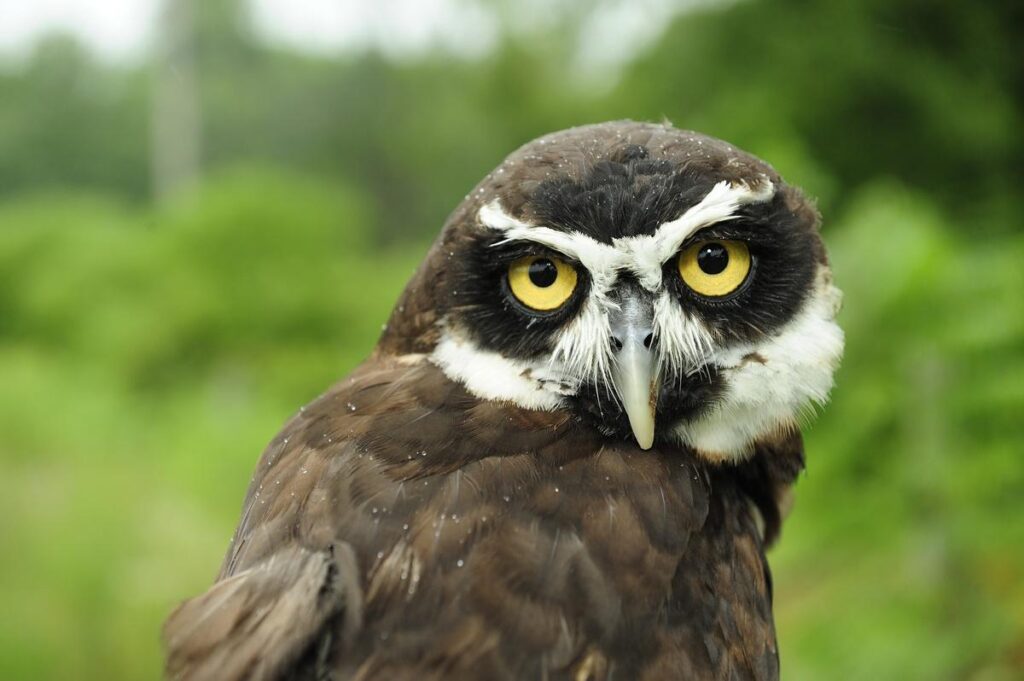 Appeal to find missing owl that flew off during zoo display – dudleynews.co.uk