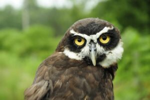 Appeal to find missing owl that flew off during zoo display – dudleynews.co.uk