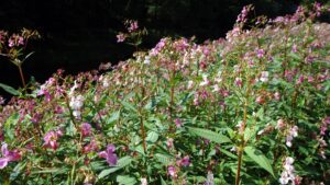 Why people are ripping flowers from Nottingham’s waterways – BBC