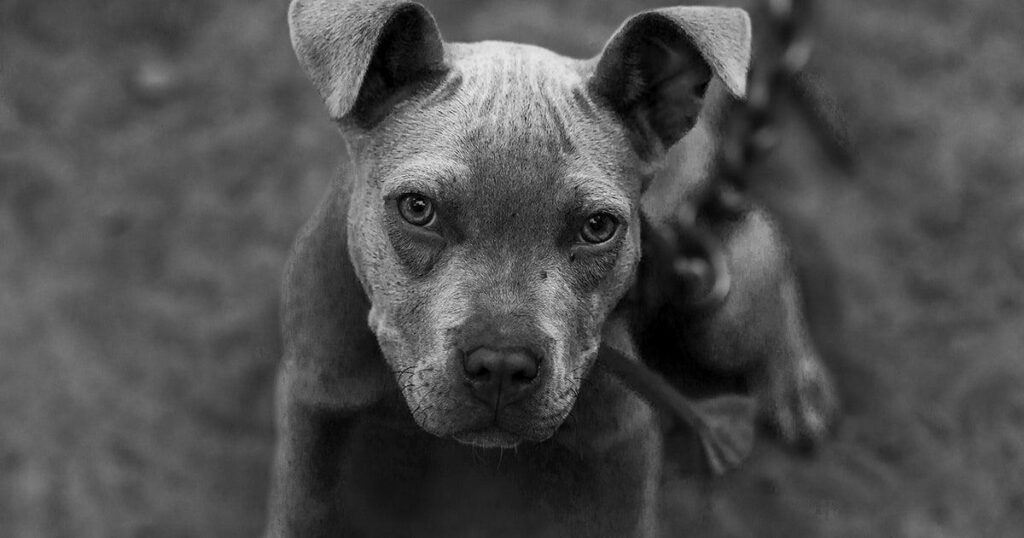 Couple distraught after pet killed in dog attack in Peterborough – BBC