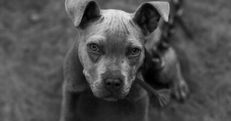 Couple distraught after pet killed in dog attack in Peterborough – BBC