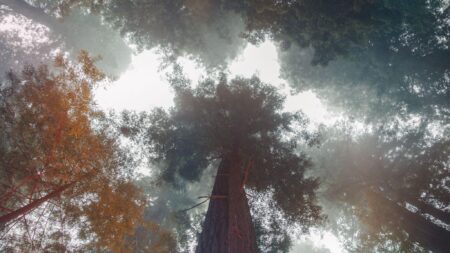 Girl, 7, was playing with sisters when falling tree crushed her to death – Metro.co.uk