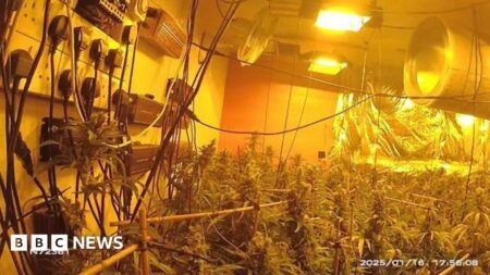 Arrest after Mansfield Woodhouse cannabis discovery – BBC