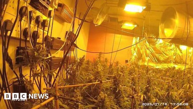 Arrest after Mansfield Woodhouse cannabis discovery – BBC Arrest after Mansfield Woodhouse cannabis discovery – BBC