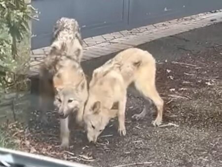 ‘Wolves’ roaming Preston streets detained by police dog handlers – Lancs Live